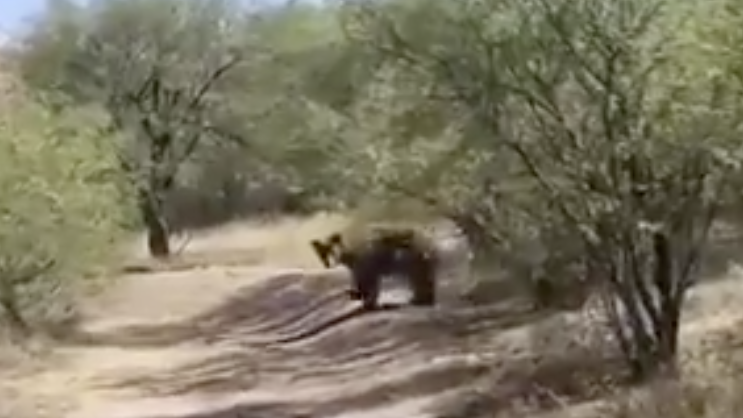 Watch: A bear is roaming Rio Rico this week